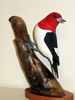 Red_Headed_Woodpecker.JPG